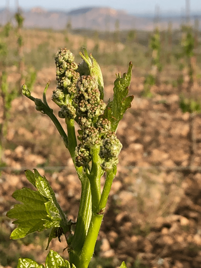 Garnacha May 21 Barranco del Chopo