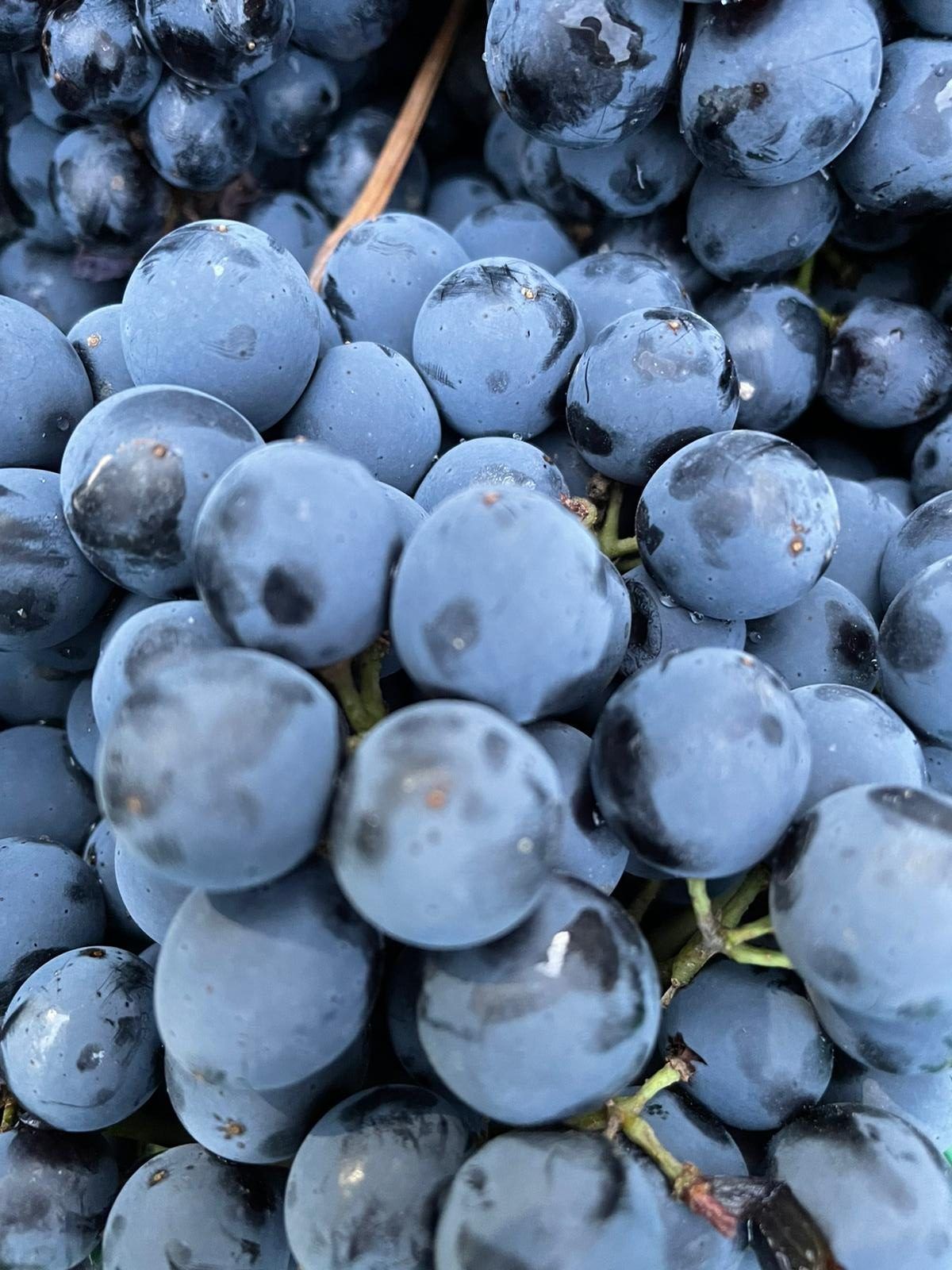 Garnachas grapes 2021